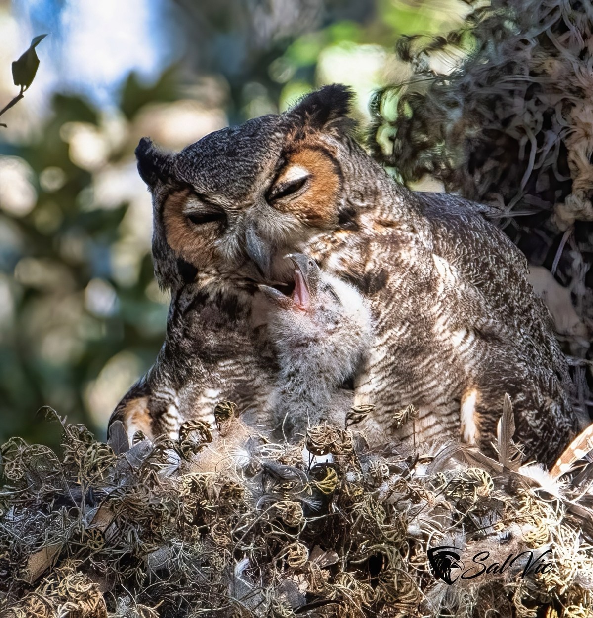 At the Owl&nbsp;Nest