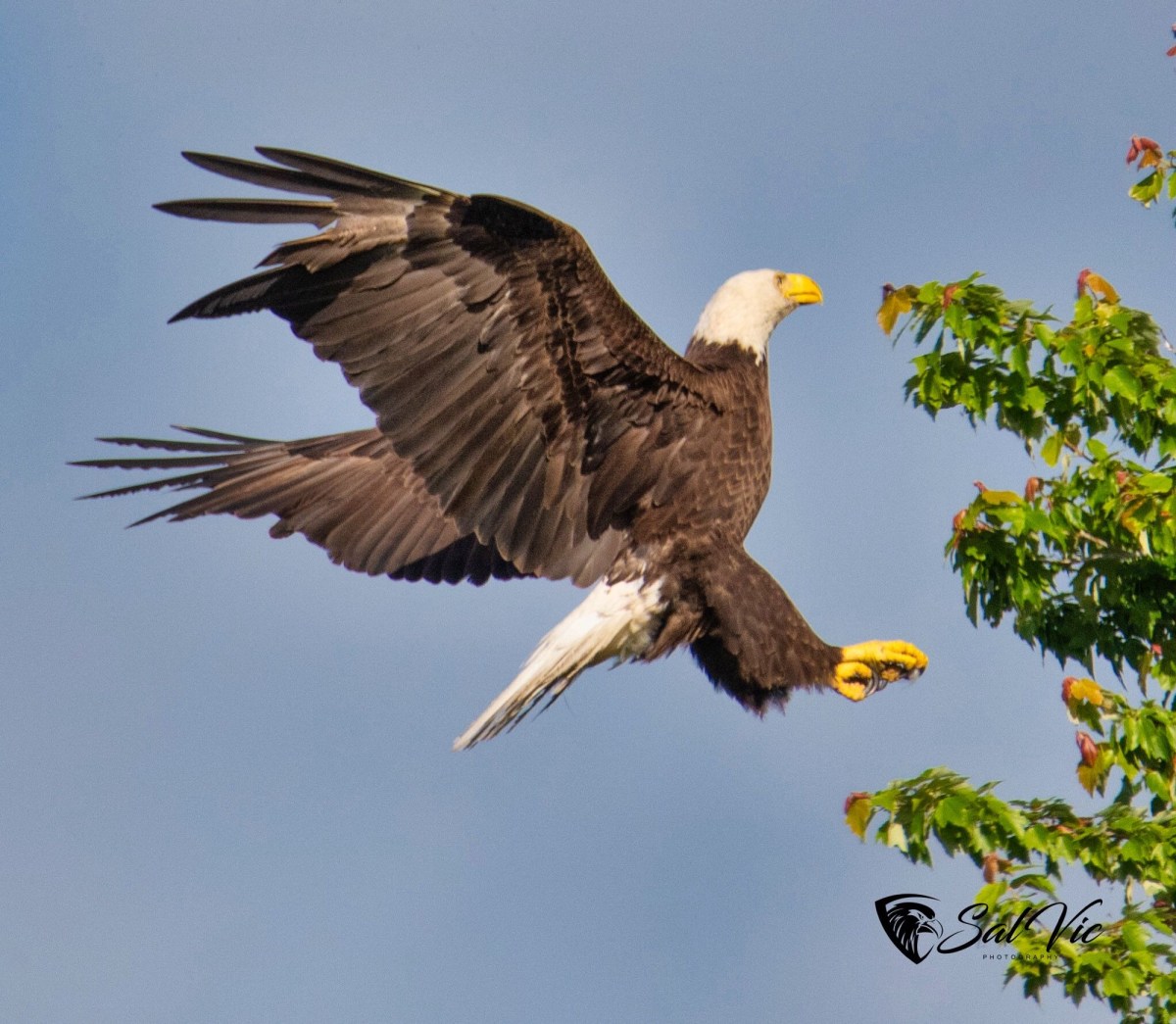 Mixed Bag and a&nbsp;Dive