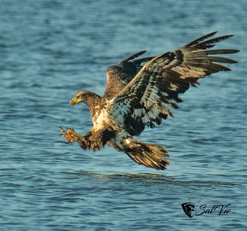 Sally’s Juvenile Eagle&nbsp;Dive