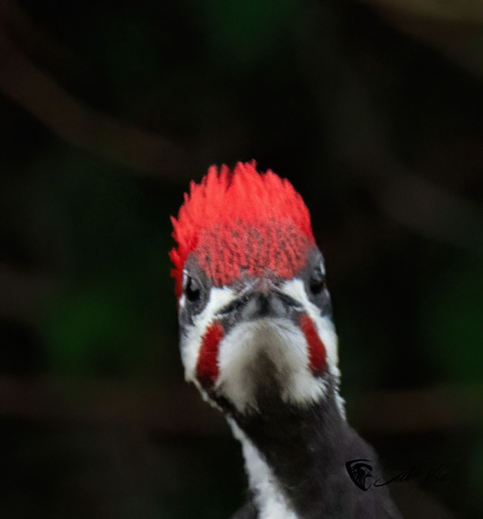 Woodpeckers