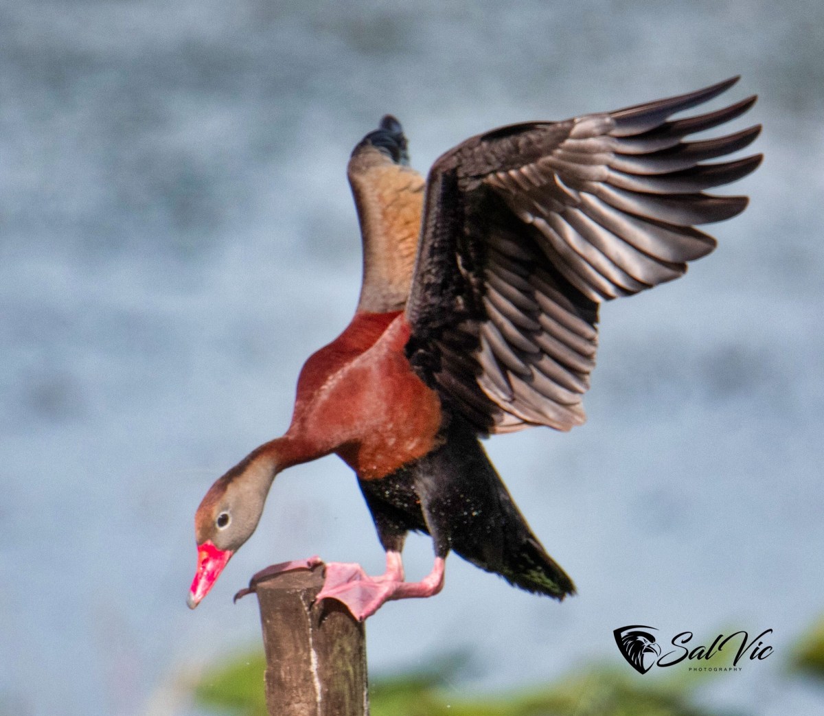 Flying and Landing