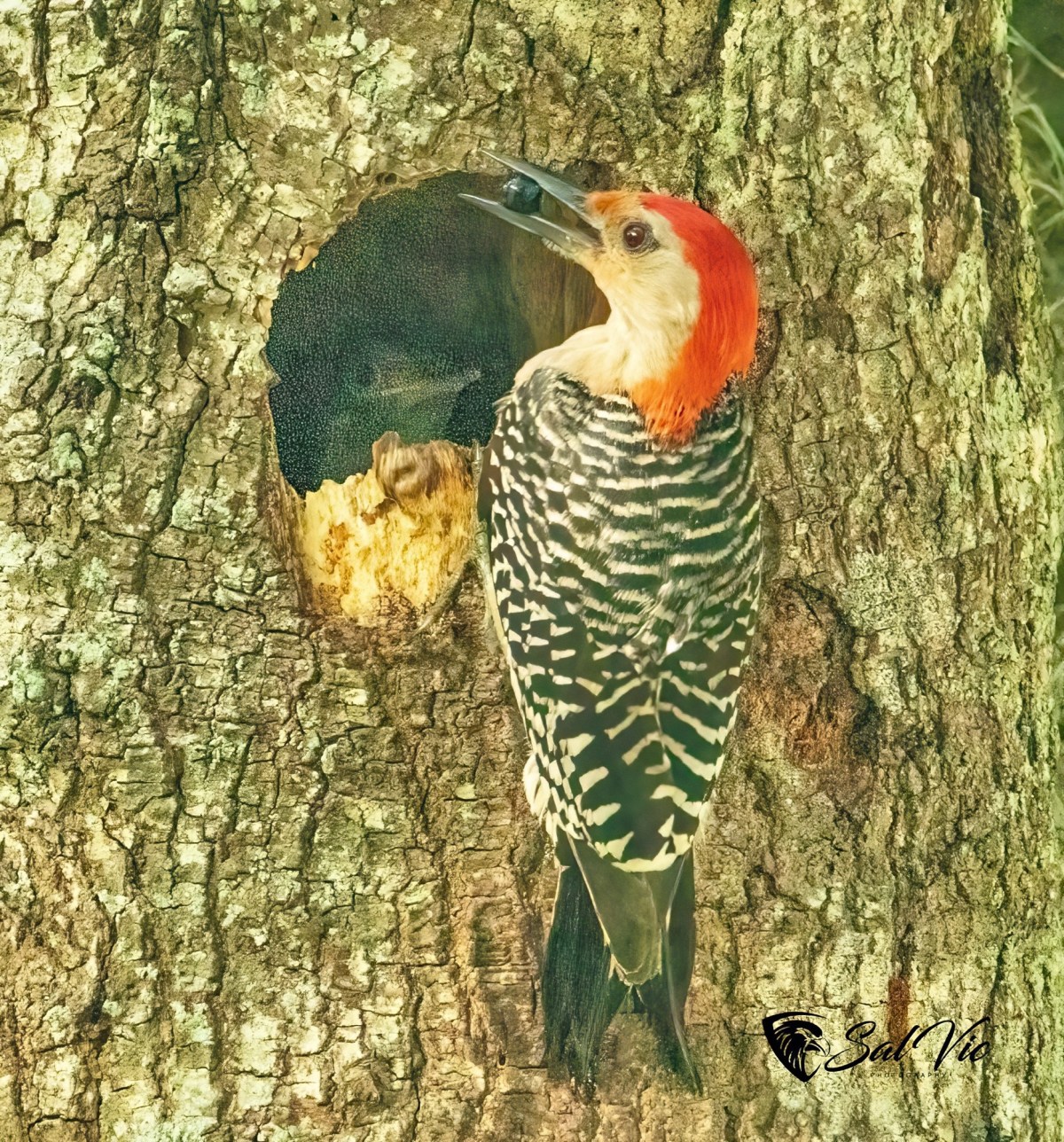 Red-bellied Woodpecker