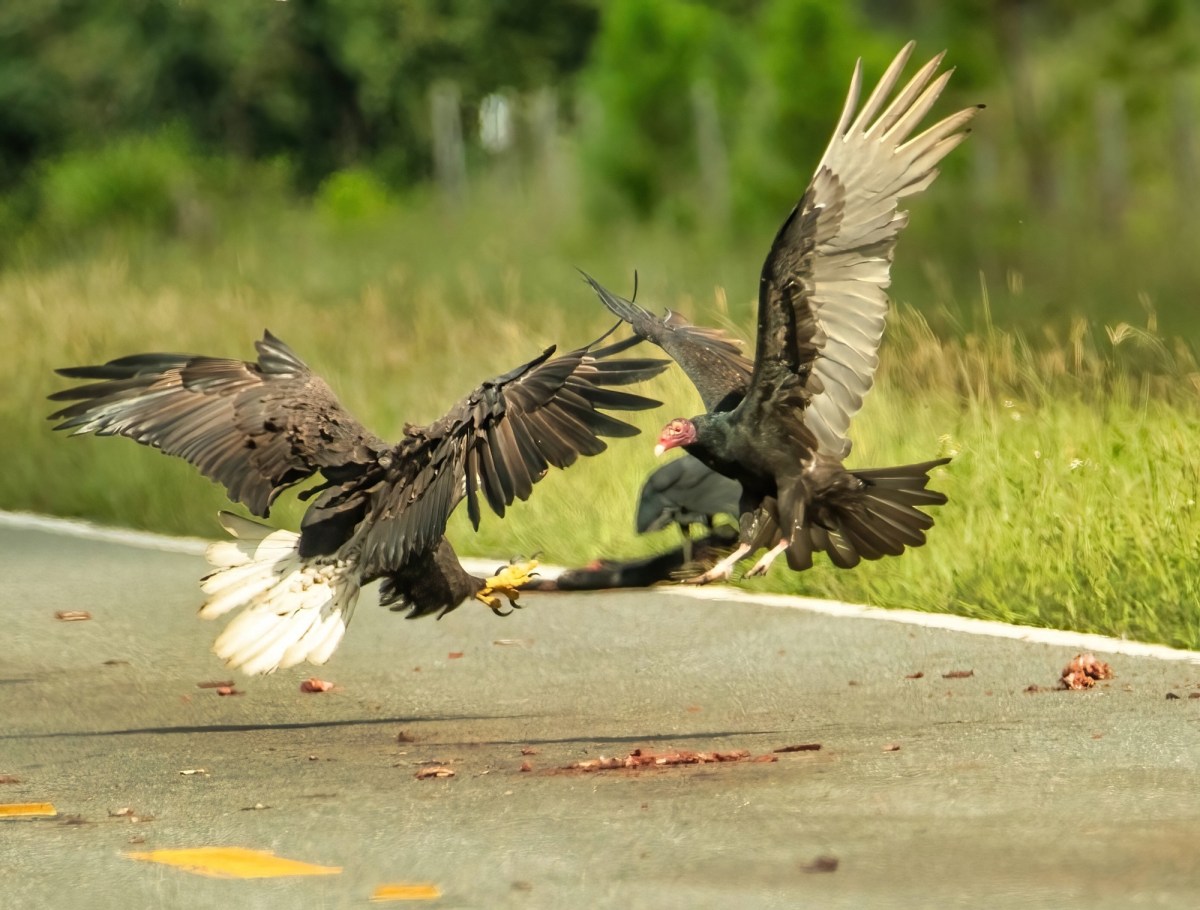 Eagles