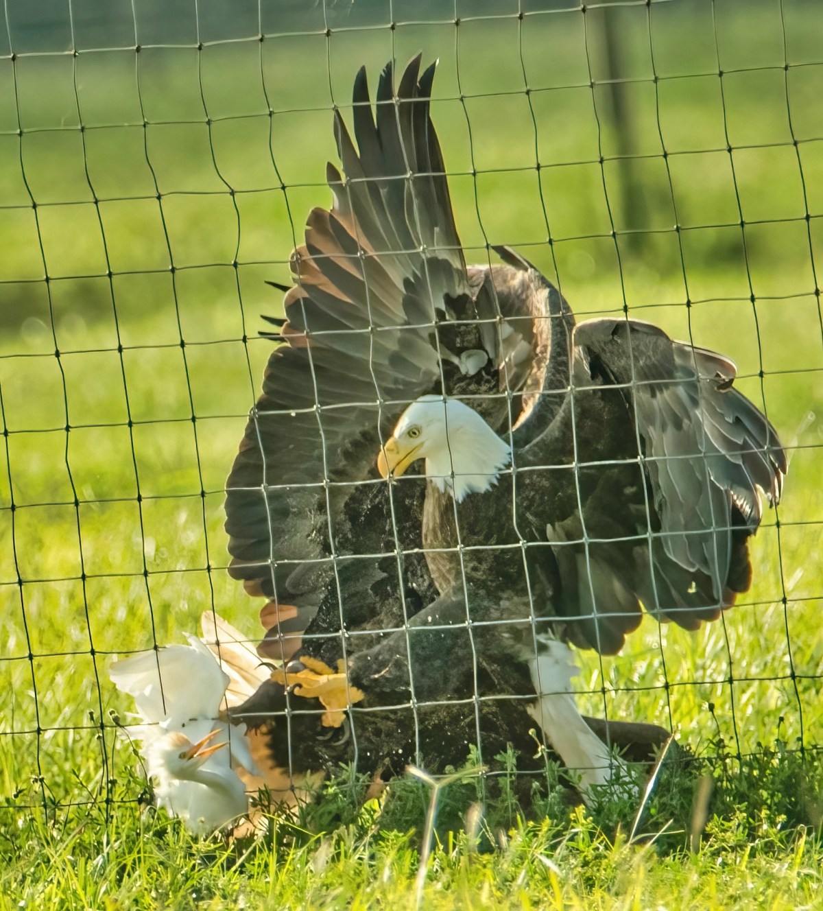 Vic’s Eagles