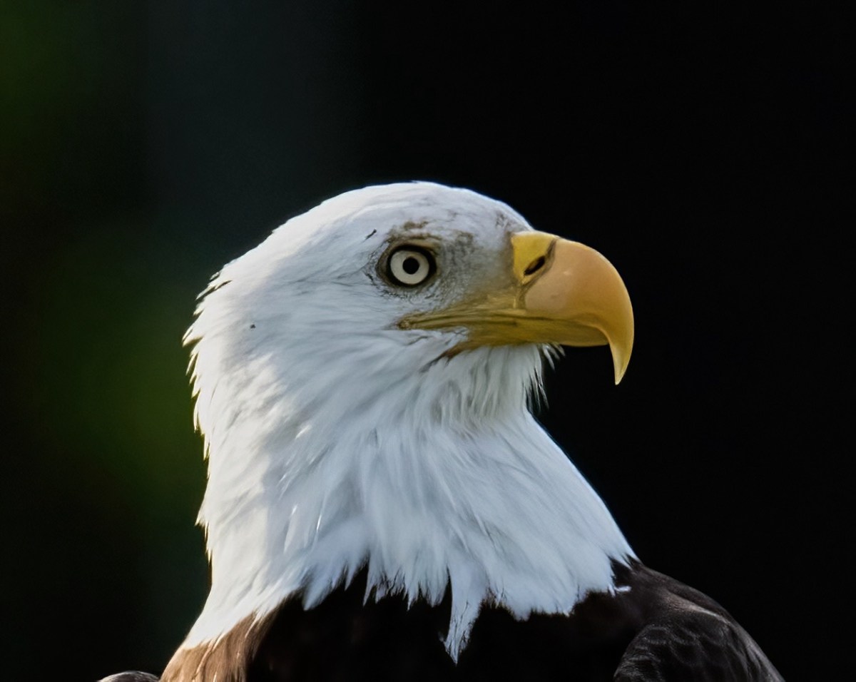 Female Bald Eagle