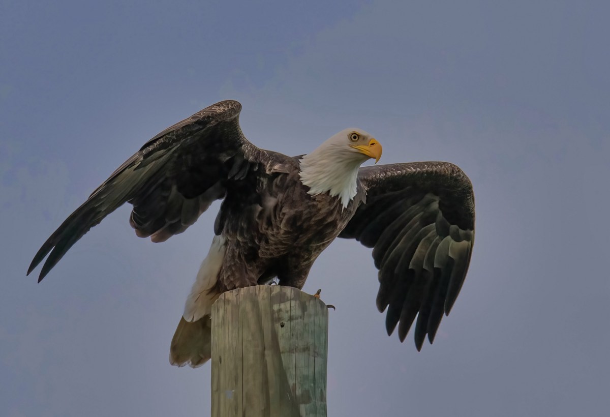 Male Bald Eagle