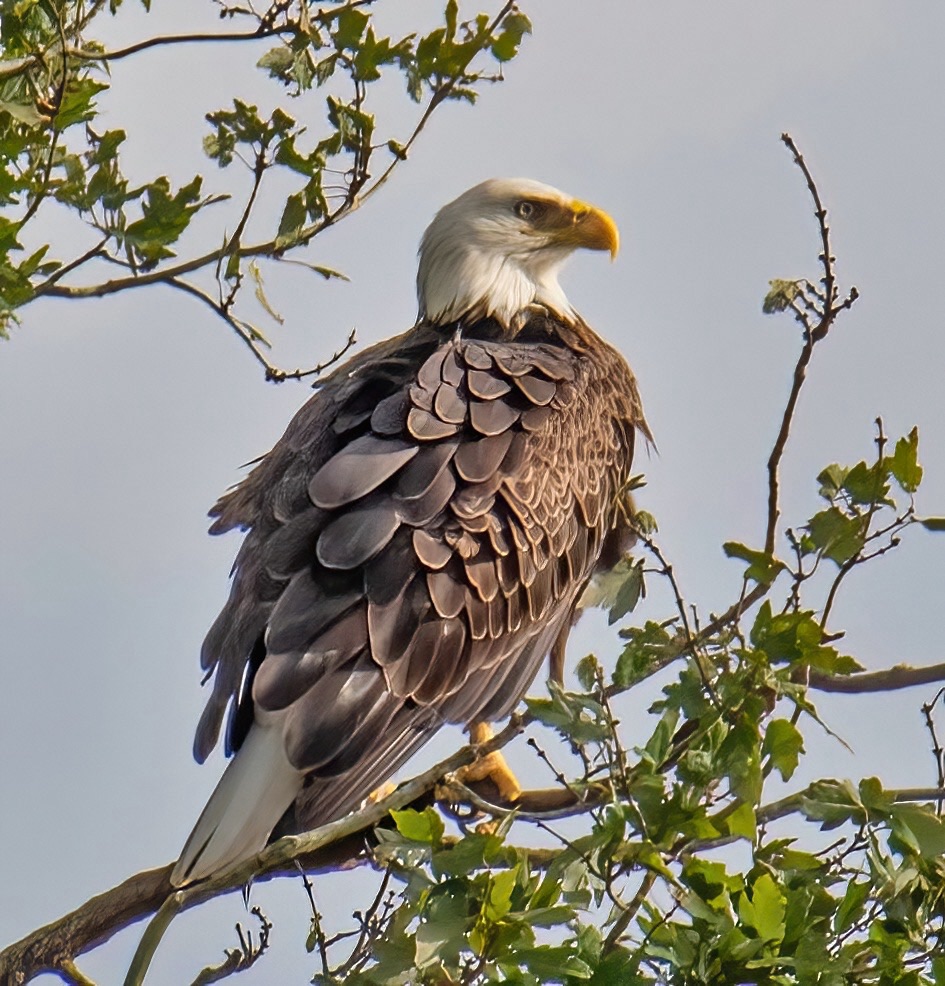 Tom’s Eagles