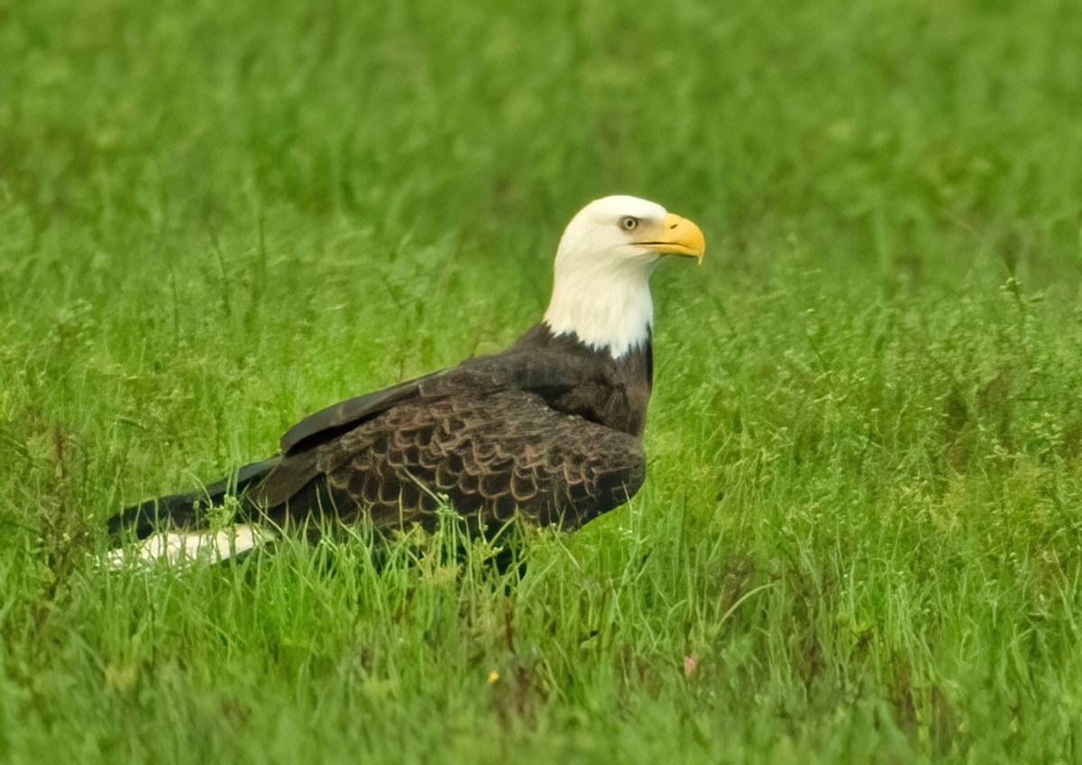Eagles in the&nbsp;Field