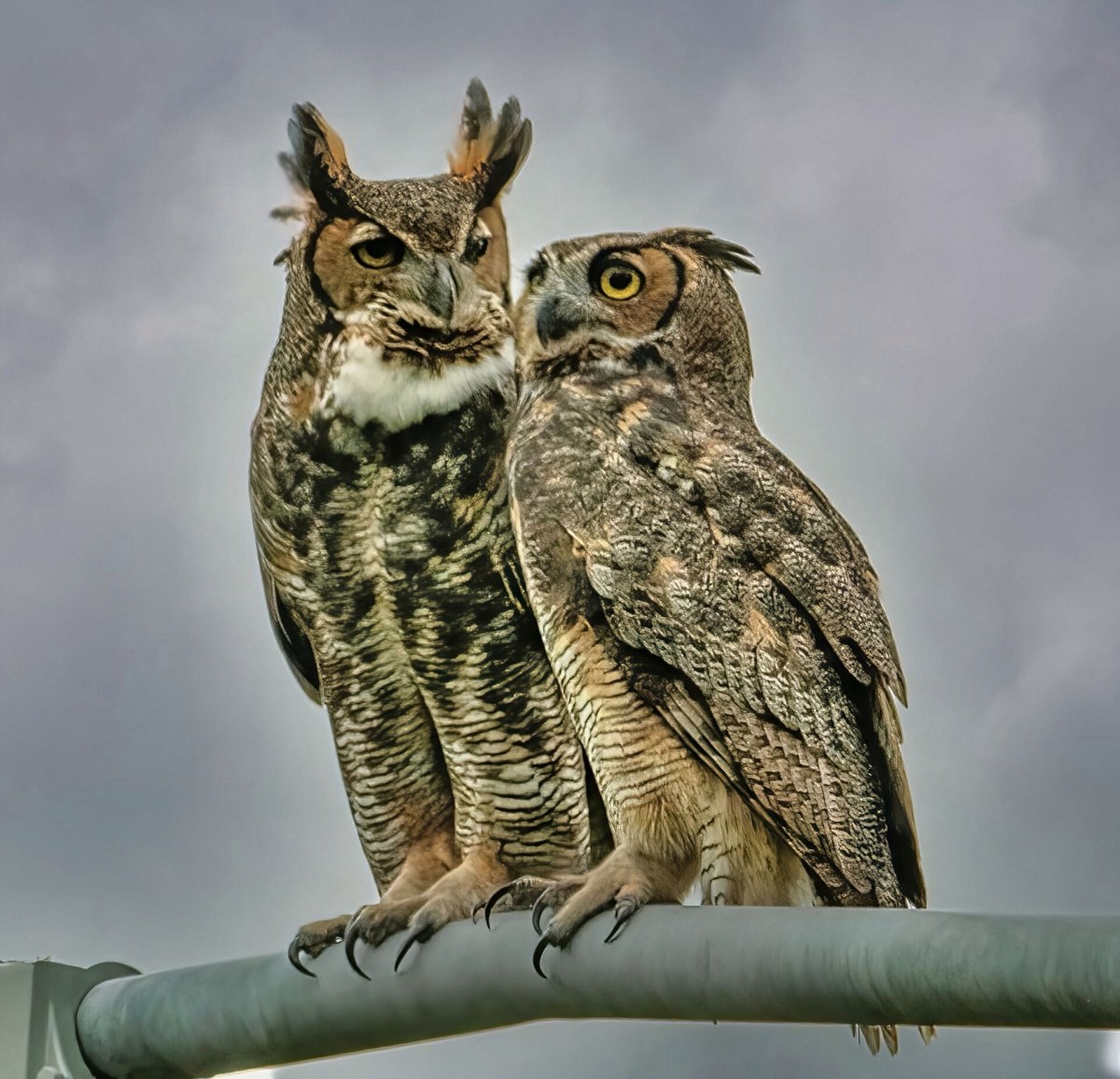 Great Horned Owls